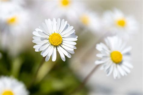 Daisy Varieties: 34 Different Types of Beautiful Daisies